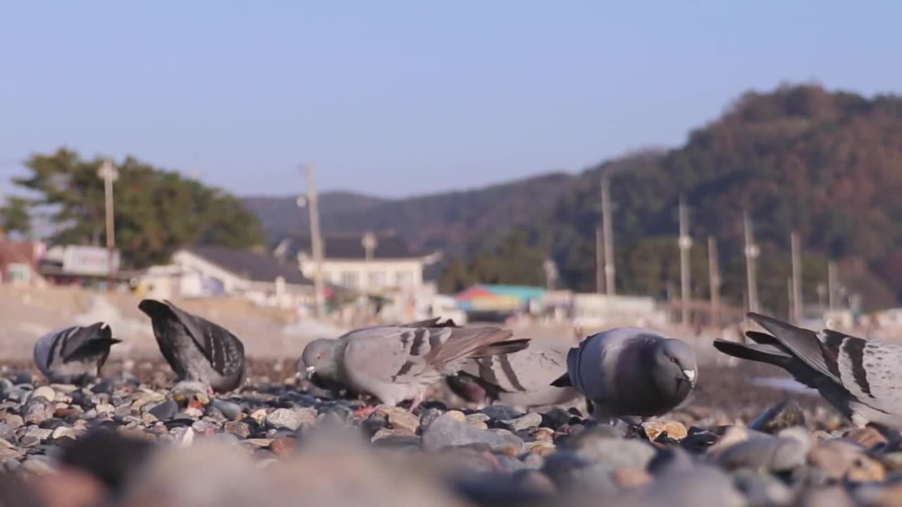 dove activity in the morning