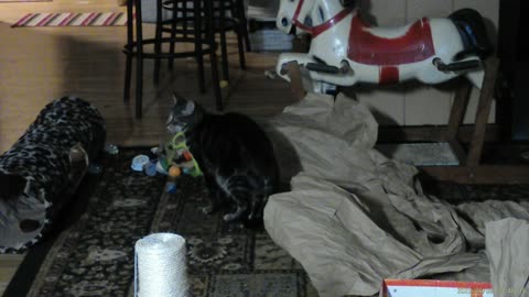 Cassie playing in brown packing paper