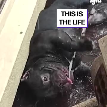 Belly rubs from Rain Drops