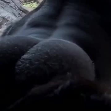 Funny Monkeys make me Happy