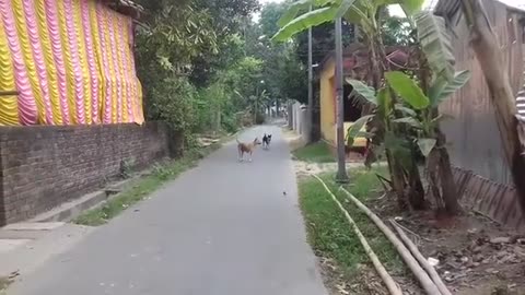 Street Dogs Fighting