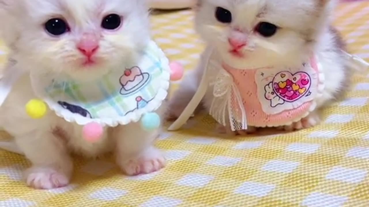 Cute cats video compilation 16😍😍😂