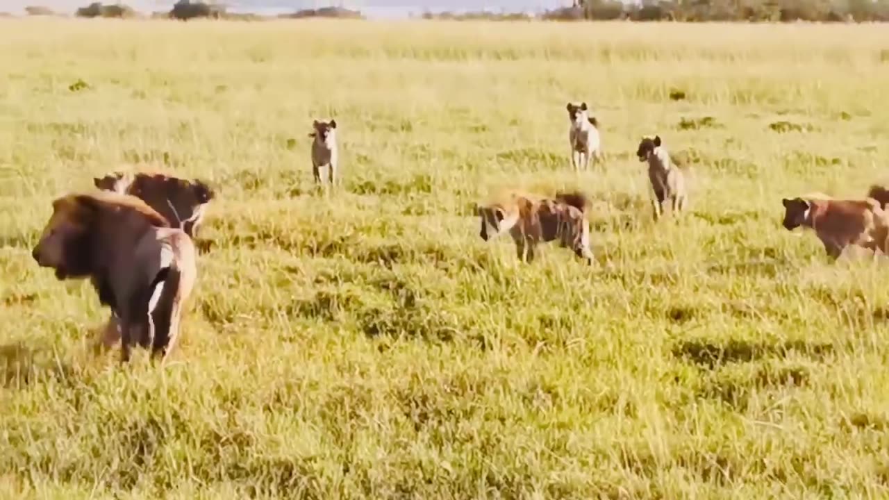 Male lion attacks over 20 hyenas