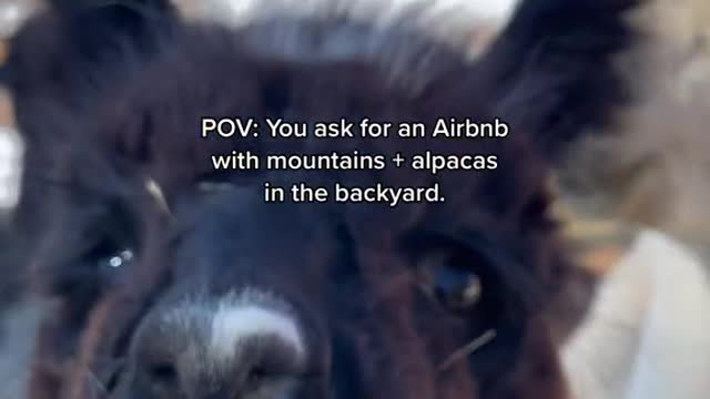 POV: You ask for an Airbnb with mountains + alpacas in the backyard.