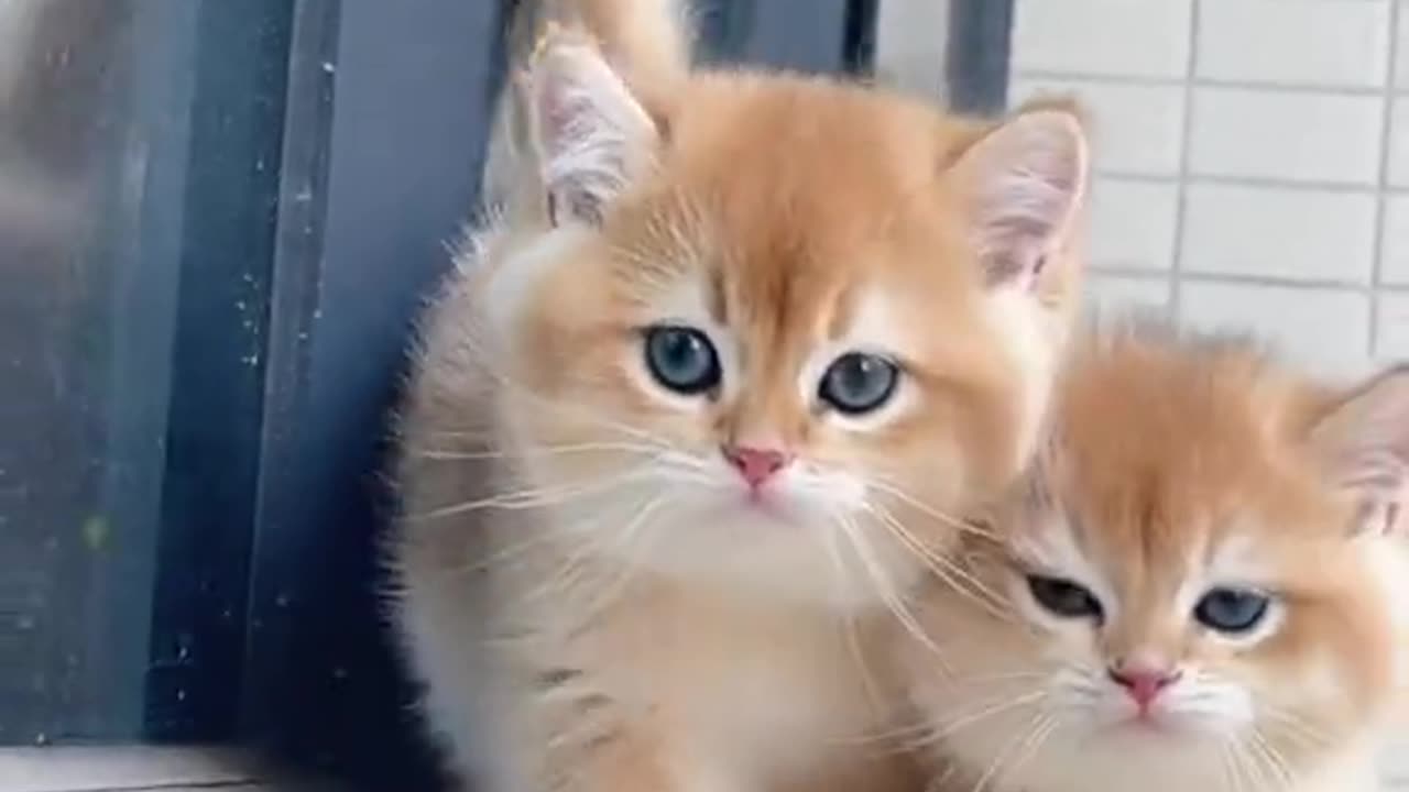 Cats Enjoying Their Playtime