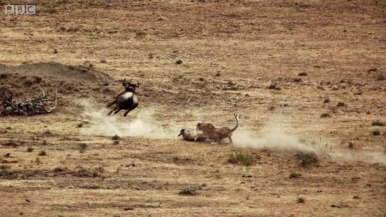 Cheetah chases wildebeest _ The Huntlovely