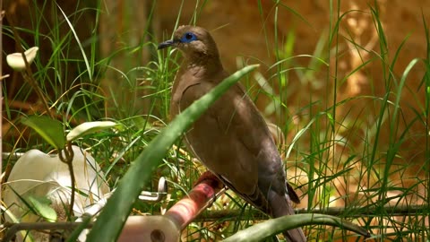 Brown Bird in the Nature