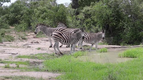 Zebra Herd