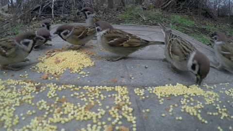 So beautiful birds eating foods,this view is so nice