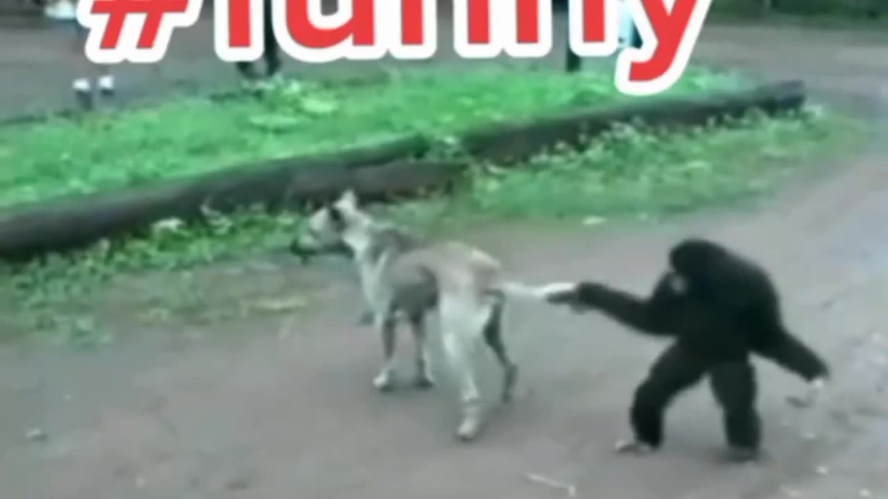 Funny animals videos