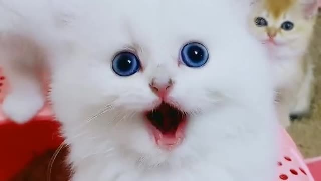 Kittens Pets Cute Videos