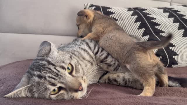 Funny Cat Reaction to Puppies [Kitty sees them for the First Time]