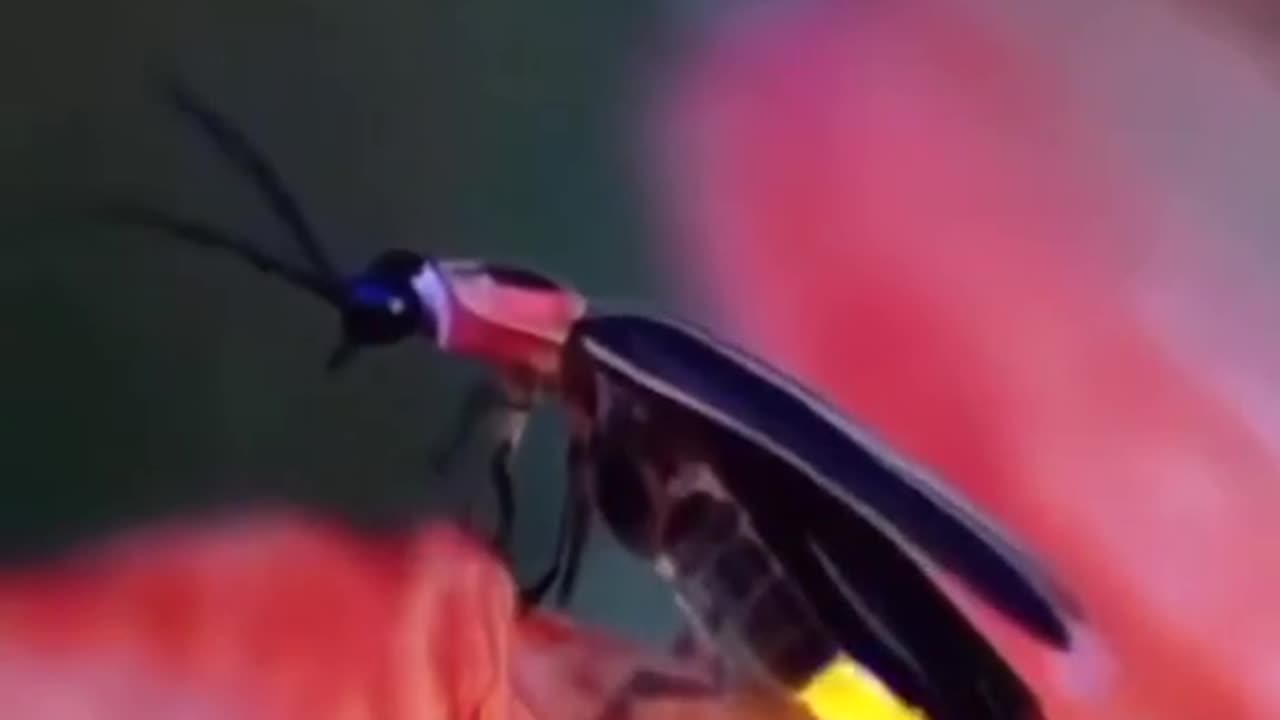 World Beautiful ant