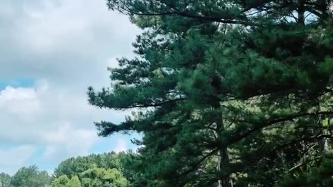 Love nature #shorts