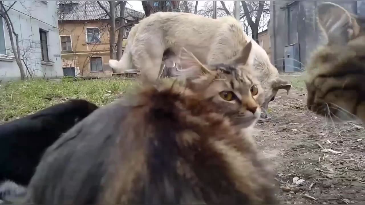 Dog And Cats Eating Each Other