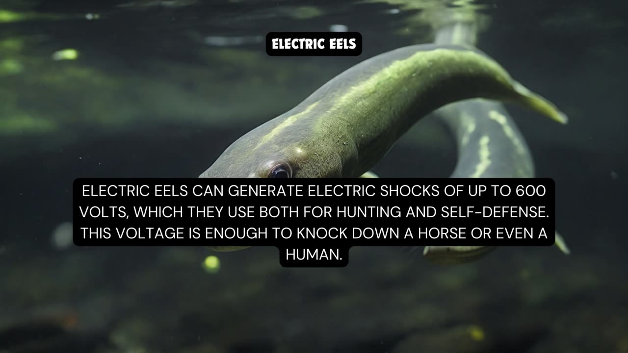 most wondrous creatures that you have never heard of them