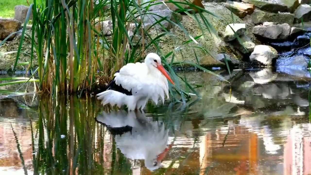 full hd animal video 1920x1080 | wildlife hd video 1080p |animal planet |