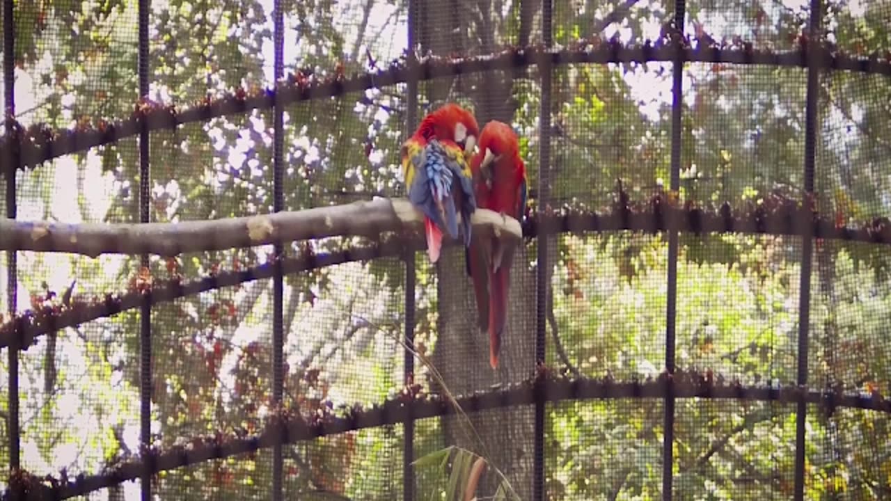 Types d'oiseaux sauvages