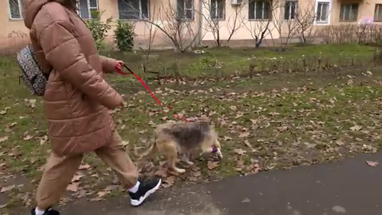 Street Dog Grabbed my Hand and her Eyes were Begging for Help .