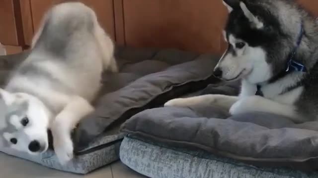 Cute and funny dog videos #19