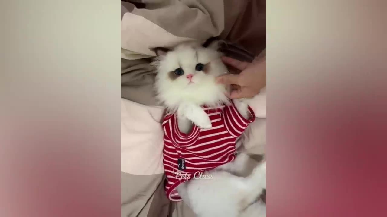 Funniest Animal Cat and Dogs Video