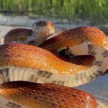 Corn Snake arms himself for the camera