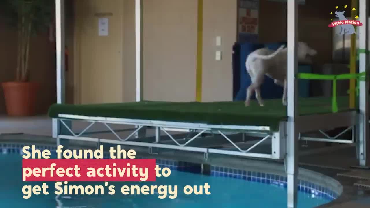 Misbehaving Pittie Loved to Steal Toilet Brushes, Until... | The Dodo Pittie Nation