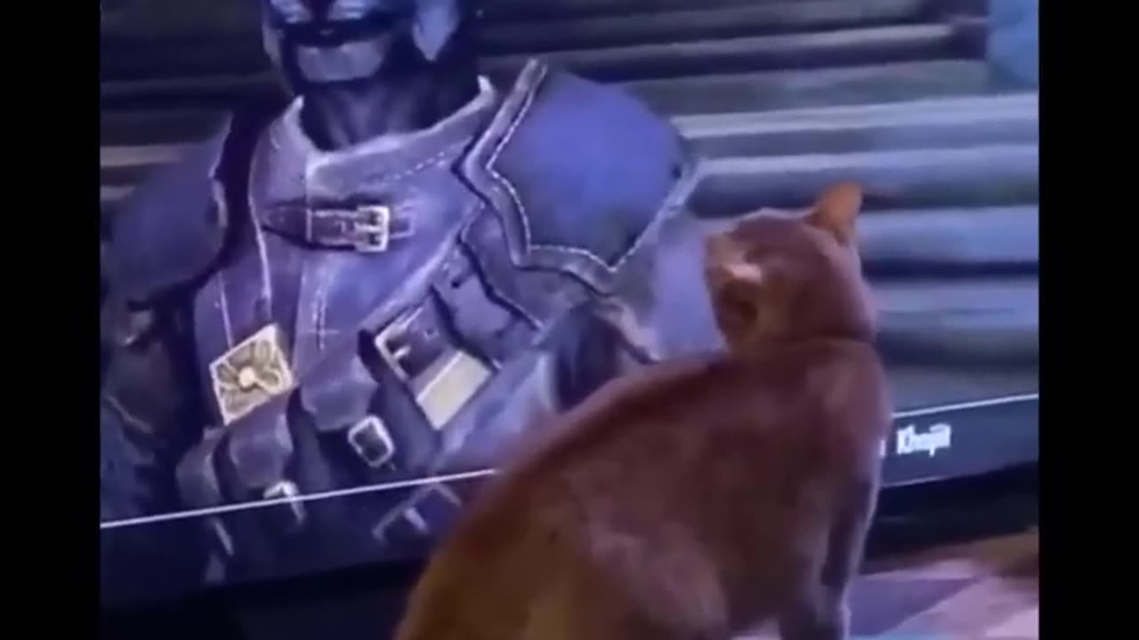 Best Funny Cat Compilation
