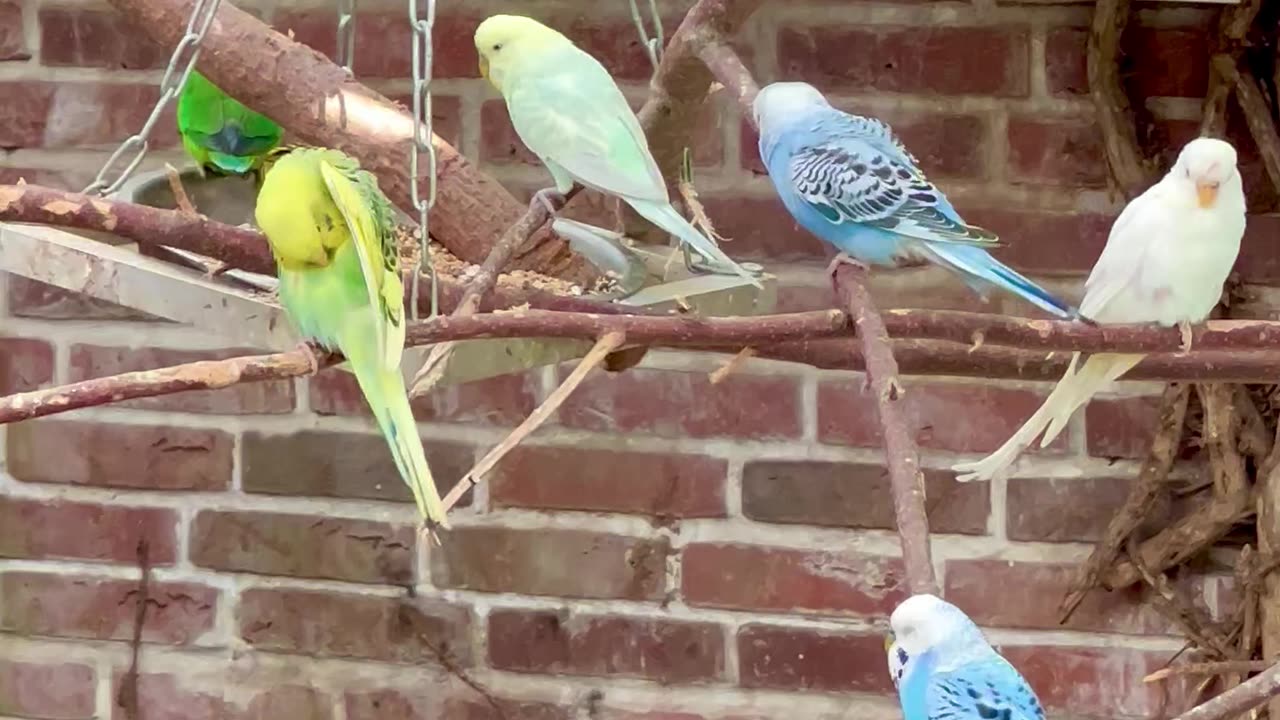 Budgies Flock in Bird Aviary in Denmark