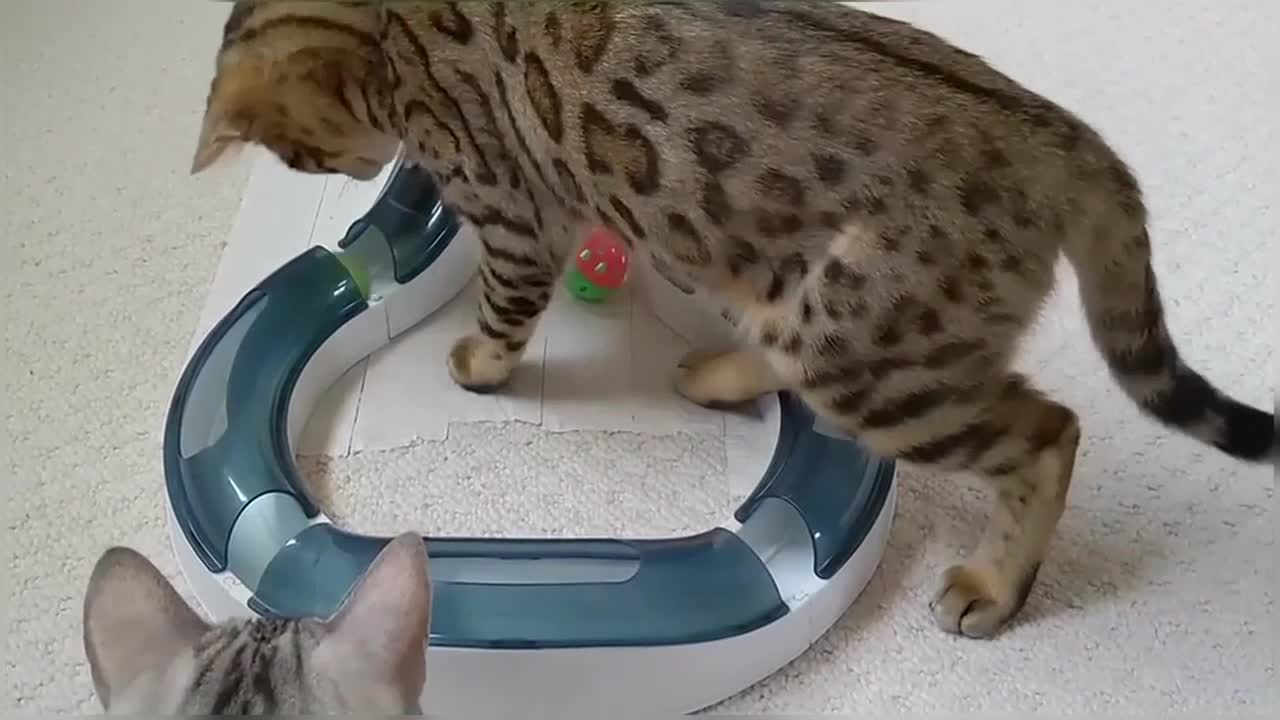 Bengal Kittens Playing With Catit Design Senses Super Roller Circuit