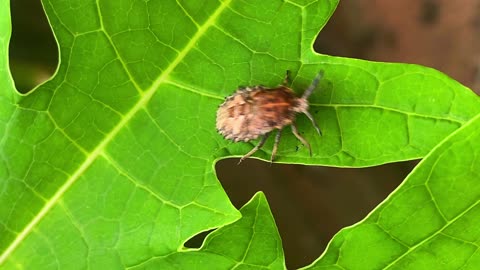 Insects