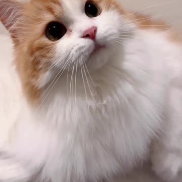 Cat is having fun funny video |Funny animal videos| try not to laugh