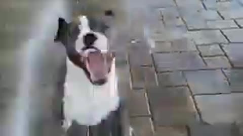 Great Dog is song