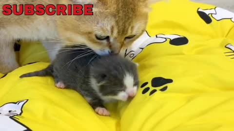 Dad cat saw a sleeping adopted kitten and came to sniff him.