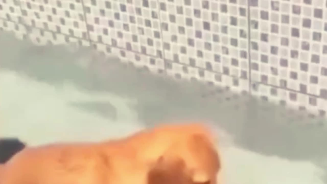 Funniest Cats And dogs funny Animals Videos