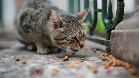 beautiful cat eating