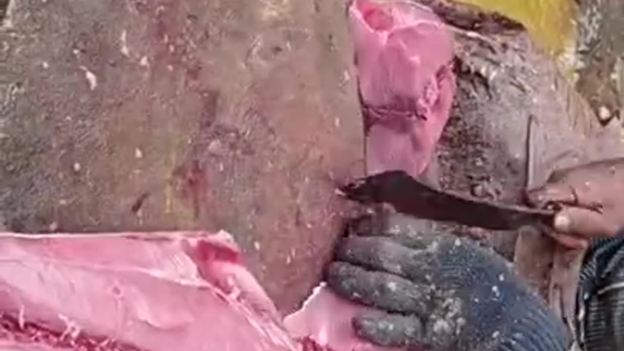 Fish cutting