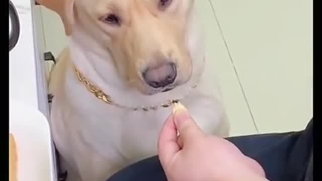 Unbelievable!!!Funny Dog Videos Try Not to Laugh🐕🐶