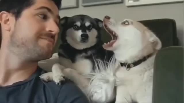 Funny dog barking video