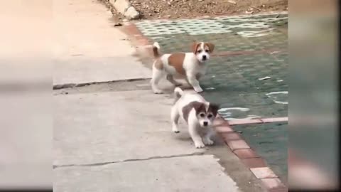 Funny Cat and Dog Videos That Will Make Your Day