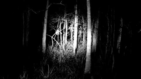 Horrifying TRUE Camping Stories Volume II