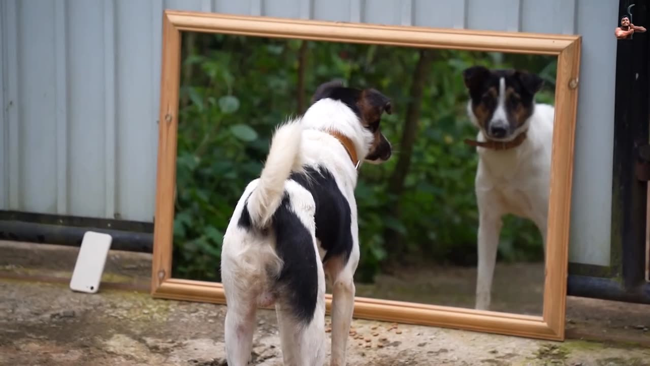 Dogs funny reaction in mirror