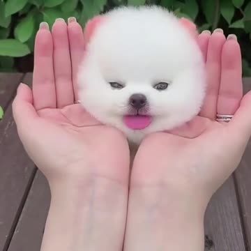 Top Funny Cute Dog Videos and TIKTOK Compilation #short #8