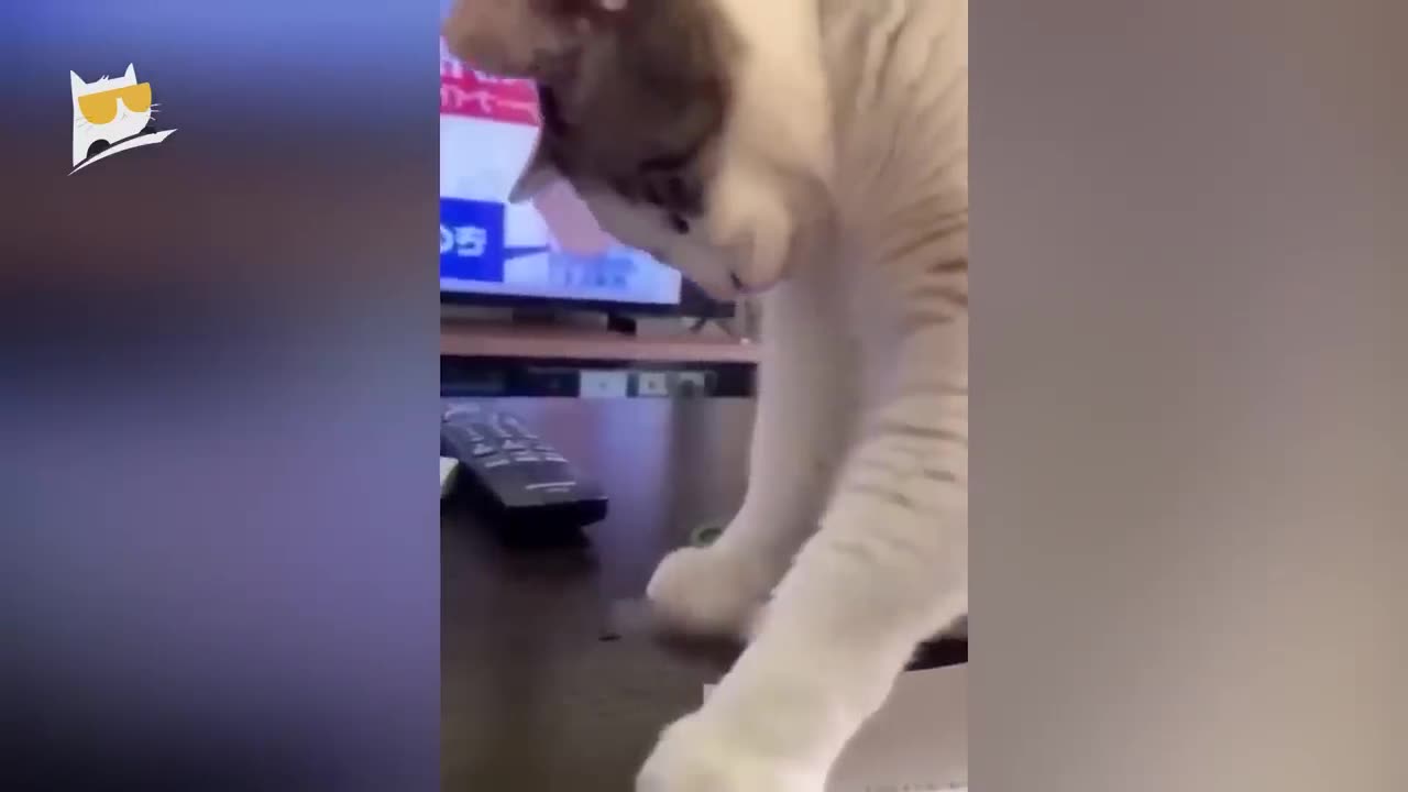 funny cats