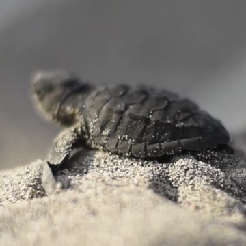 First steps of a baby turtle 🐢