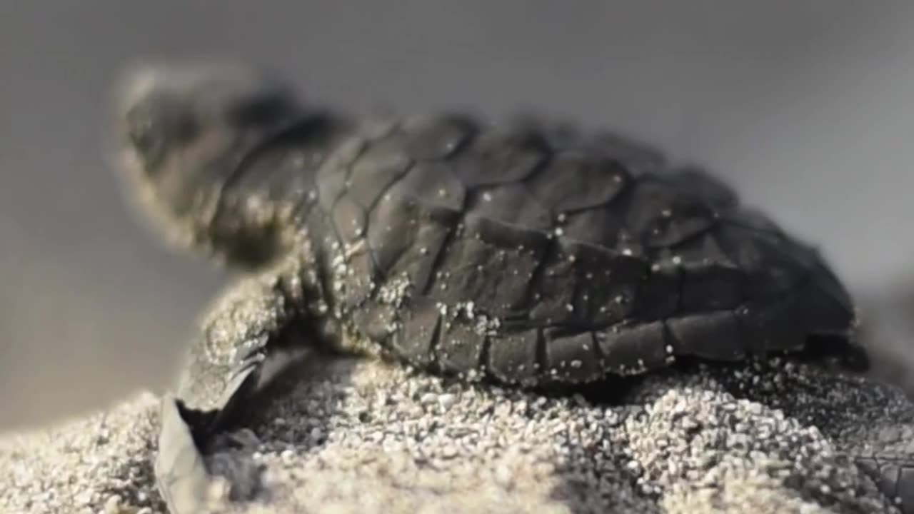 First steps of a baby turtle 🐢