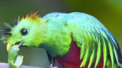 Gorgeous Bird Eating😇😇