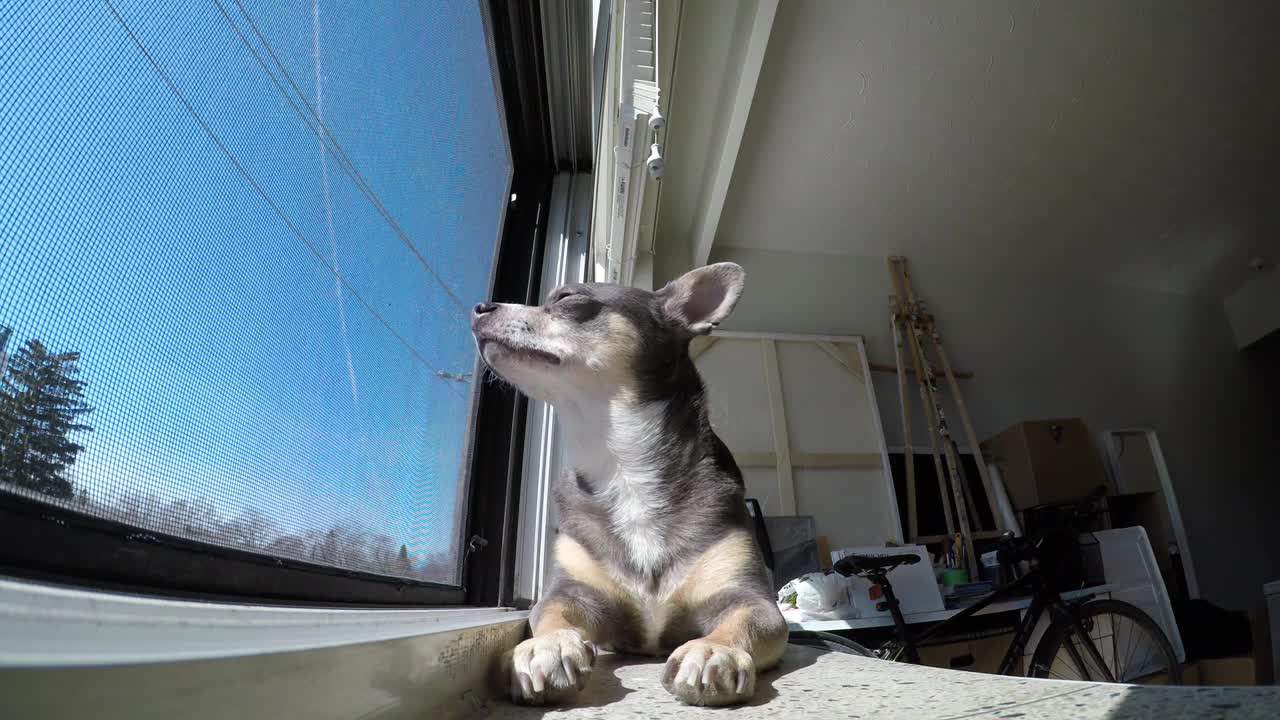Dog training video