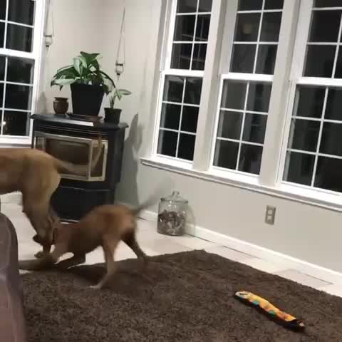 Puppy goes for the Achilles’ tendon