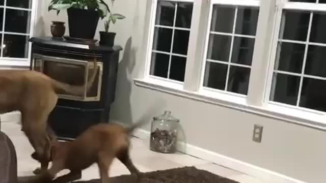 Puppy goes for the Achilles’ tendon